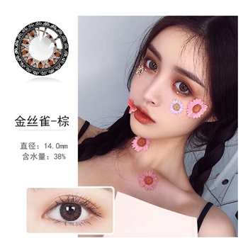 康视达洁彩年抛1片装-金丝雀棕